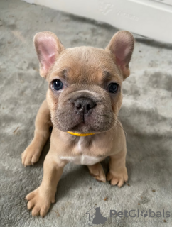 Photo №4. Je vais vendre bouledogue en ville de Silver City.  - prix - 521€