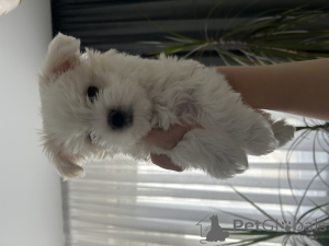 Photo №2 de l'annonce № 172399 de la vente bichon maltais - acheter à Biélorussie 