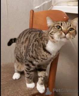 Photo №3. Cat Sima aux yeux verts dans de bonnes mains.. Fédération de Russie