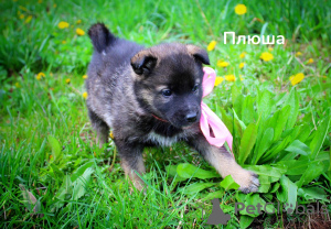 Photo №1. chien bâtard - à vendre en ville de Minsk | Gratuit | Annonce №98627