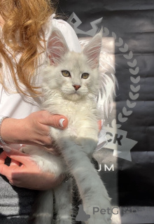 Photo №1. maine coon - à vendre en ville de New york | négocié | Annonce № 140876
