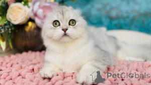 Photo №4. Je vais vendre scottish straight en ville de Kiev. de la fourrière - prix - 531€