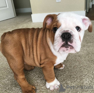 Photos supplémentaires: 2 chiots bouledogue anglais en bonne santé à vendre