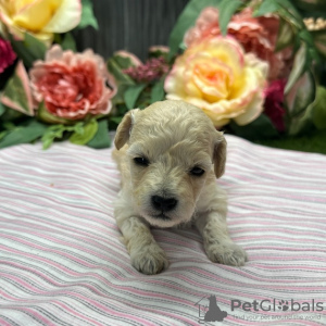 Photo №3. CHIOT CANICHE DISPONIBLE. USA