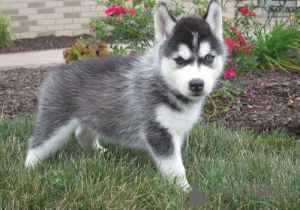 Photo №4. Je vais vendre husky de sibérie en ville de Californie. de l'abri, éleveur - prix - négocié