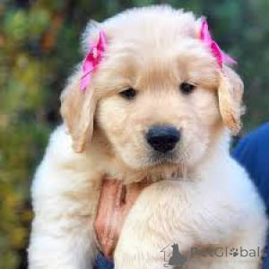Photo №3. Acheter Golden Retriever-puppy. Pays Bas
