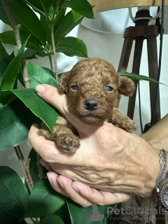 Photo №4. Je vais vendre caniche (jouet) en ville de Kraljevo. éleveur - prix - négocié