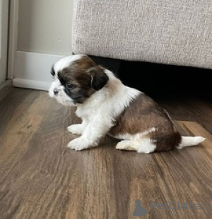 Photo №1. shih tzu - à vendre en ville de Chemnitz | 300€ | Annonce №130503