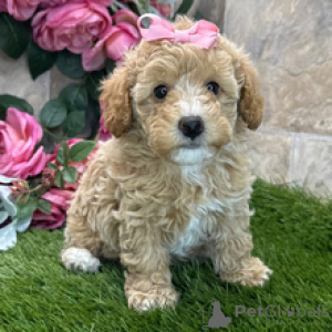 Photo №1. caniche (jouet) - à vendre en ville de Bruxelles | 400€ | Annonce №168600