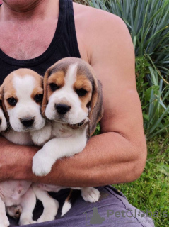 Photo №1. beagle - à vendre en ville de Лида | 338€ | Annonce №11182