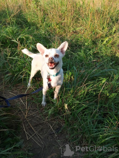 Photos supplémentaires: Chien calme et très beau, 1 an