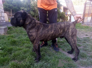 Photo №4. Je vais vendre cane corso en ville de Москва. de la fourrière - prix - Gratuit