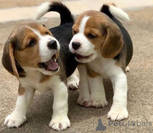 Photo №1. beagle - à vendre en ville de Никосия | Gratuit | Annonce №138604