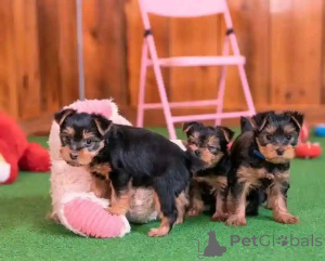 Photo №1. yorkshire terrier - à vendre en ville de Tallinn | négocié | Annonce №178920
