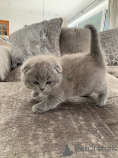 Photo №4. Je vais vendre scottish fold en ville de Miami. annonce privée - prix - 189€