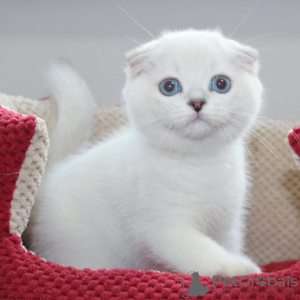 Photo №1. scottish fold - à vendre en ville de Varsovie | 250€ | Annonce № 117794