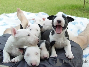 Photo №1. bull terrier - à vendre en ville de Edingen-Neckarhausen | 450€ | Annonce №169424