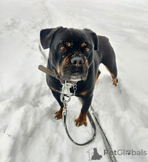 Photo №3. Charismatic Buba est triste dans le refuge. Fédération de Russie