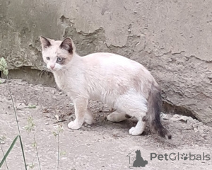 Photo №3. Vasya, Musenka et Murzichki attendent leurs propriétaires.. Fédération de Russie