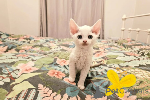 Photo №2 de l'annonce № 160334 de la vente devon rex - acheter à Allemagne éleveur