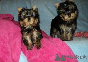 Photo №1. yorkshire terrier - à vendre en ville de Almer | négocié | Annonce №172343