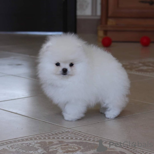 Photo №4. Je vais vendre spitz nain en ville de Biefeld. annonce privée - prix - 407€