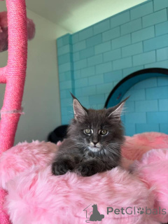 Photo №1. maine coon - à vendre en ville de Berlin | négocié | Annonce № 168179