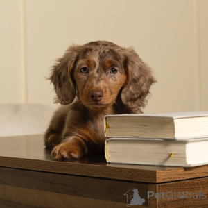 Photo №2 de l'annonce № 164007 de la vente teckel - acheter à La finlande annonce privée, de l'abri