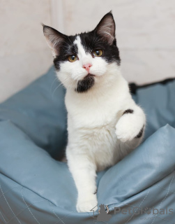 Photos supplémentaires: Chaton noir et blanc Cosmos à la recherche d'un foyer