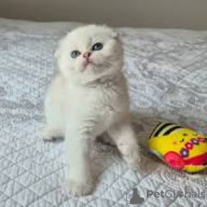 Photo №2 de l'annonce № 165926 de la vente scottish fold - acheter à France annonce privée, éleveur
