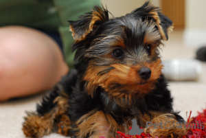Photo №1. yorkshire terrier - à vendre en ville de Paris | 700€ | Annonce №166735