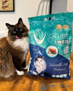 Photo №1. ragdoll - à vendre en ville de Hamar | négocié | Annonce № 155559