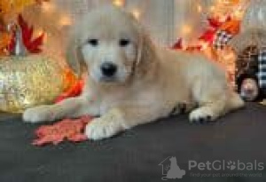 Photo №3. Chiots Golden Retriever à vendre. La finlande
