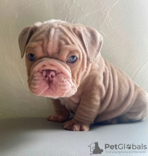 Photo №1. bulldog anglais - à vendre en ville de Bilbao | 400€ | Annonce №126712