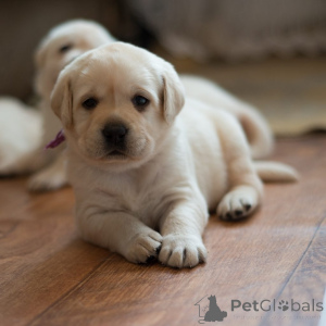 Photo №1. labrador retriever - à vendre en ville de Abrorne | négocié | Annonce №165611