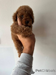 Photo №1. caniche (nain) - à vendre en ville de Werbass | négocié | Annonce №151140