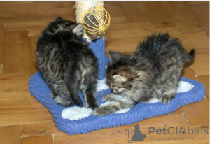 Photo №1. maine coon - à vendre en ville de Stockholm | négocié | Annonce № 96284