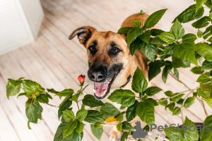 Photo №3. Bria est un chien que vous n'oublierez pas ! Entre de bonnes mains. Fédération de Russie