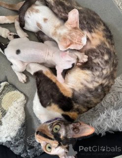 Photo №1. cornish rex - à vendre en ville de Altdorf | 350€ | Annonce № 169313