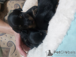 Photo №4. Je vais vendre petit chien russe en ville de Рыбница. éleveur - prix - 142€