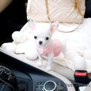 Photo №3. Chiots chihuahua mignons et adorables. Allemagne