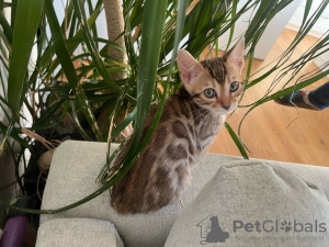 Photo №3. Gato Gatito de Pura Raza Bengalí. Espagne