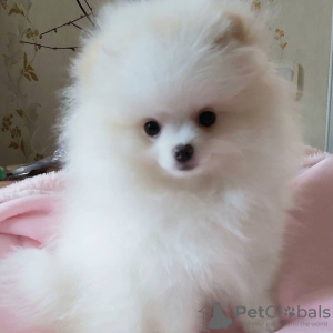 Photo №4. Je vais vendre spitz nain en ville de Vienna. annonce privée - prix - 404€