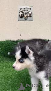 Photo №3. Husky Sibérien Welpen zu verkaufen. L'Autriche
