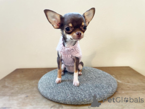 Photo №1. chihuahua - à vendre en ville de Berlin | Gratuit | Annonce №151213