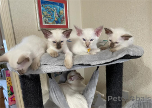 Photo №1. balinais - à vendre en ville de Affalterbach | 350€ | Annonce № 151543