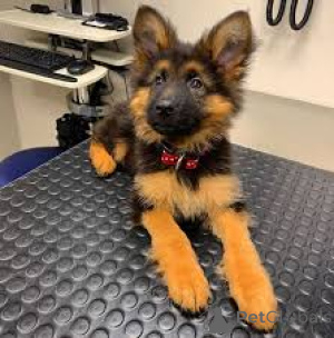 Photo №1. berger allemand - à vendre en ville de Wetzlar | négocié | Annonce №135919