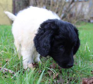 Photo №4. Je vais vendre chien d'arrêt allemand à poil long en ville de Gliwice. annonce privée - prix - 1800€