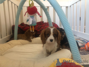 Photo №3. Mooie Cavalier King Charles-chiot. Pays Bas