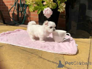 Photo №1.  - à vendre en ville de Gheant | 600€ | Annonce №164884